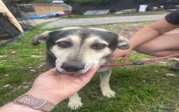 Mixed Breed dogs for adoption: Meet Rex, currently residing in South Wales - Image 6
