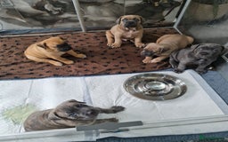 Cane Corso dogs for sale: Cane Corso Puppies in Wolverhampton - Image 18