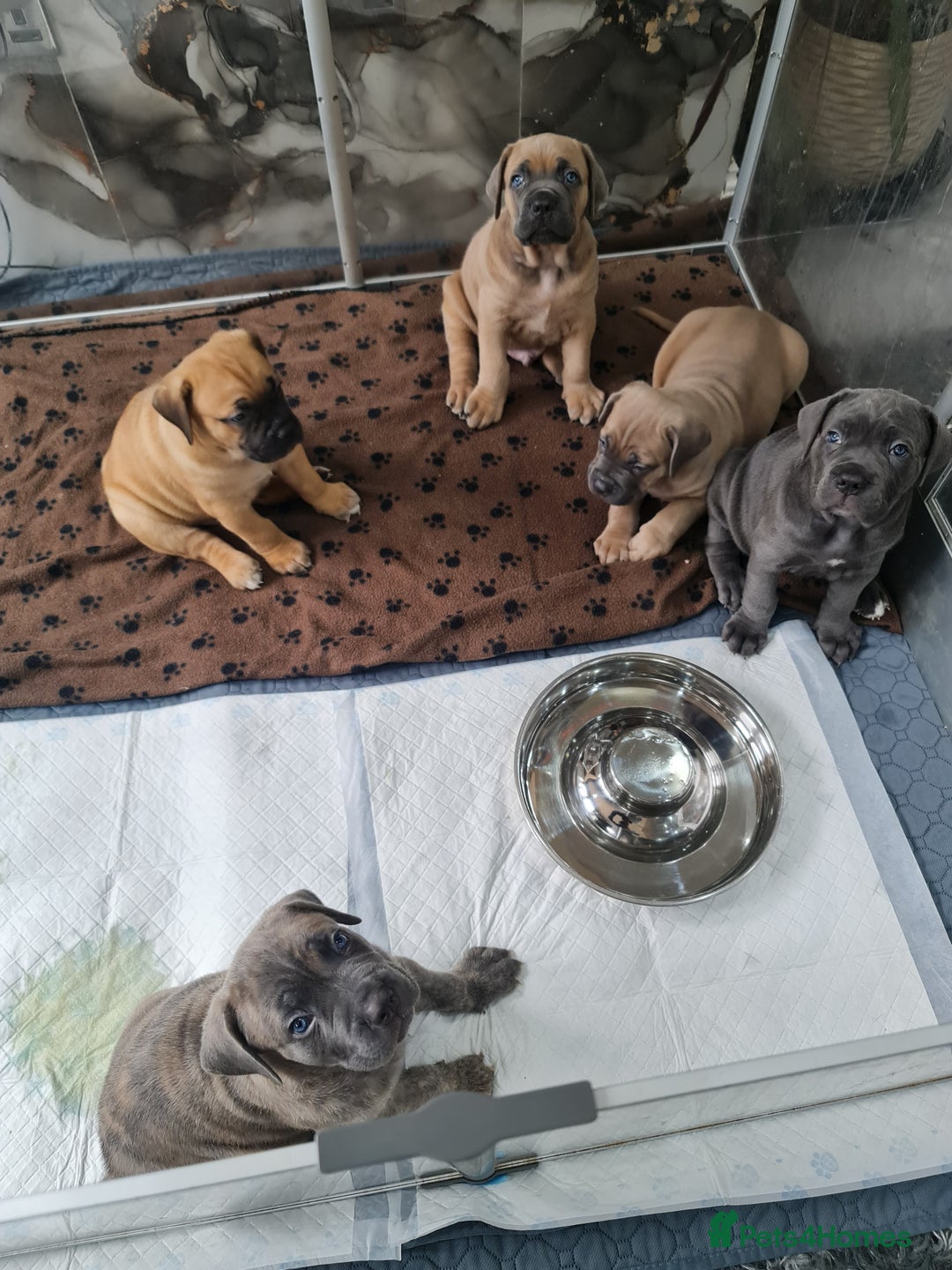 Cane Corso dogs for sale: Cane Corso Puppies in Wolverhampton - Image 18
