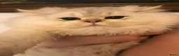 British Shorthair cats for sale: British shorthair kittens  - Advert 9