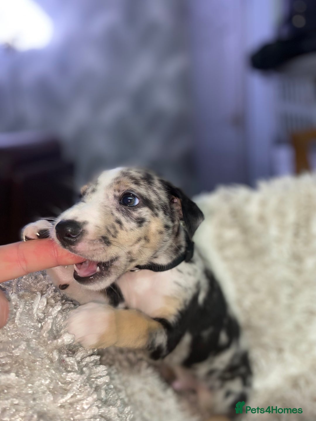 Mixed Breed dogs for sale: Collie lurcher greyhound mix - Advert 15