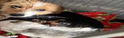 Mixed Breed dogs for sale: Jorkie pups for sale  - Advert 1