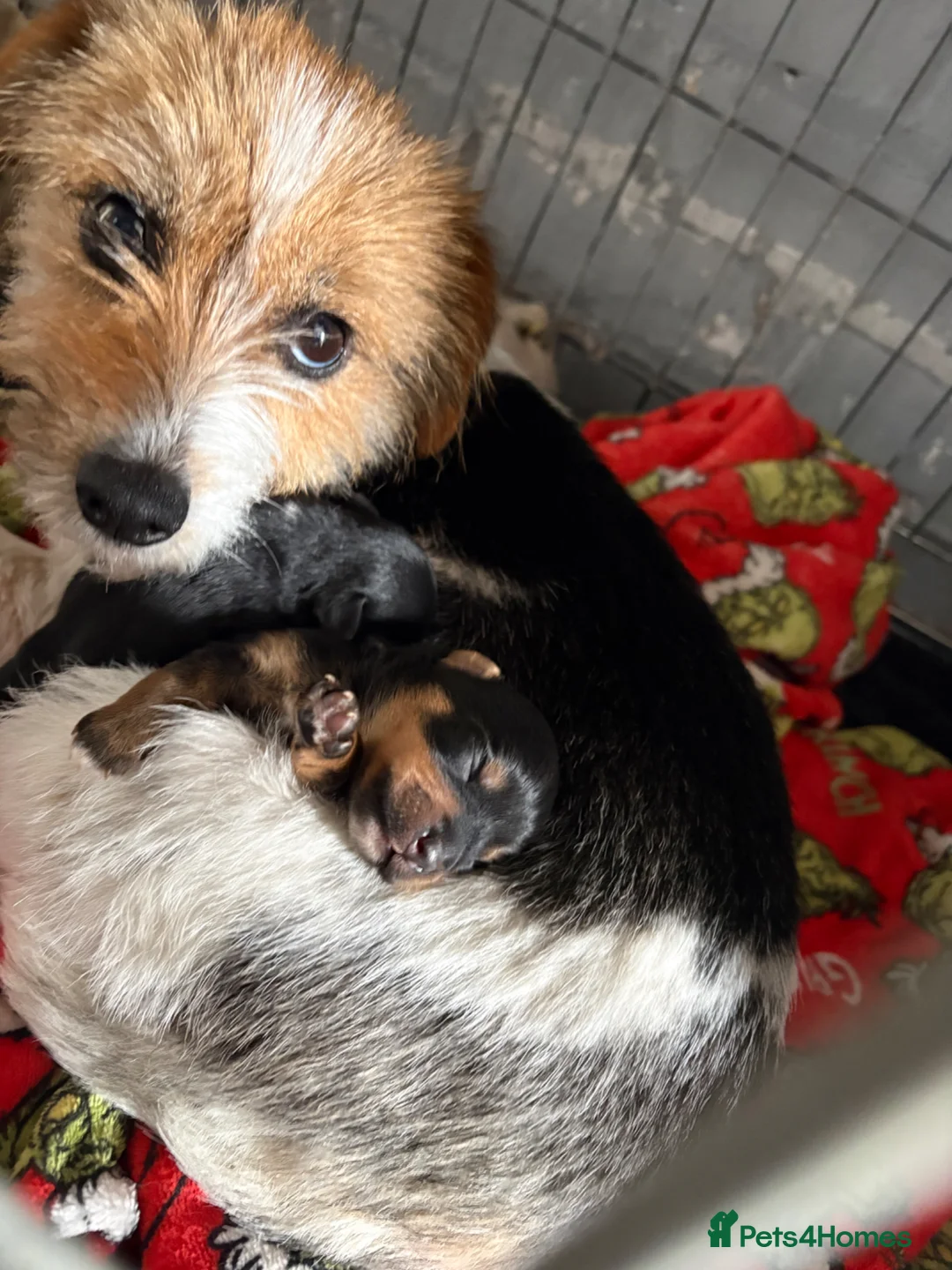 Mixed Breed dogs for sale: Jorkie pups for sale  - Advert 1