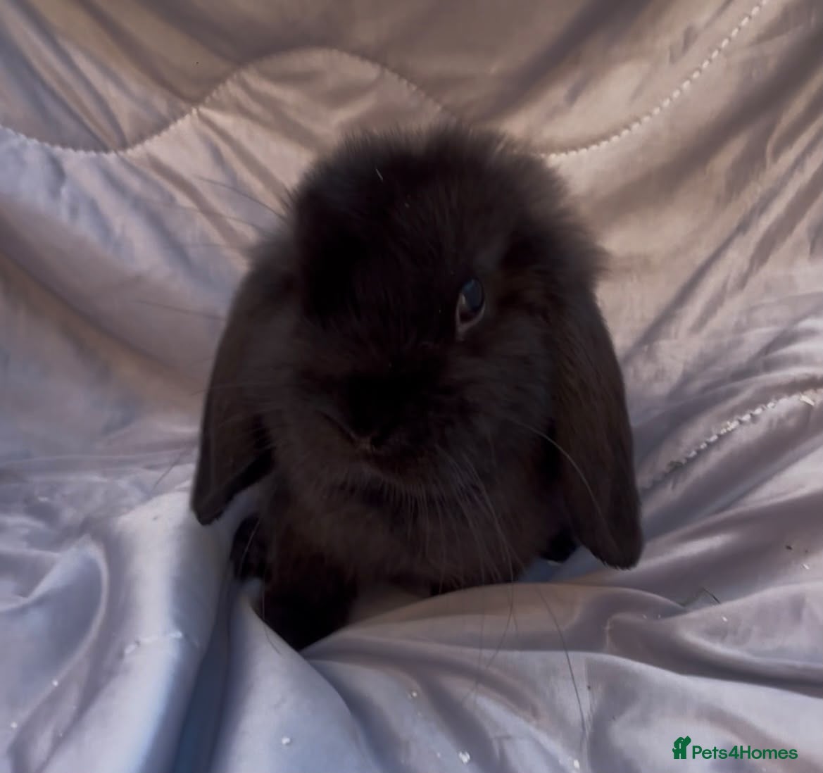 Mini Lop rabbits READY TO LEAVE BEAUTIFUL MINI LOP BABIES  - Advert 15