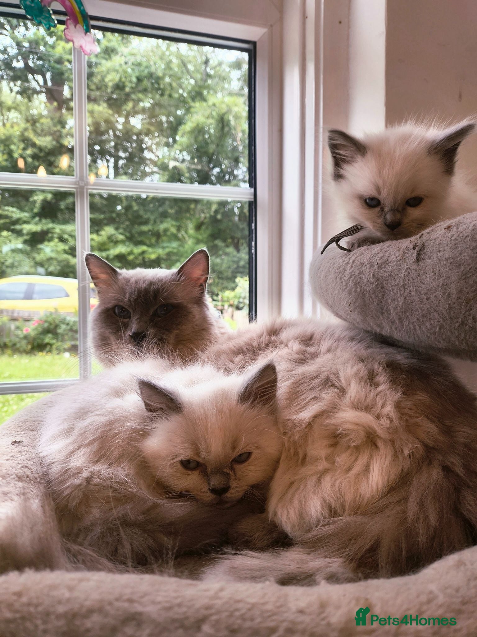 Ragdoll cats Perdolls  - Advert 1