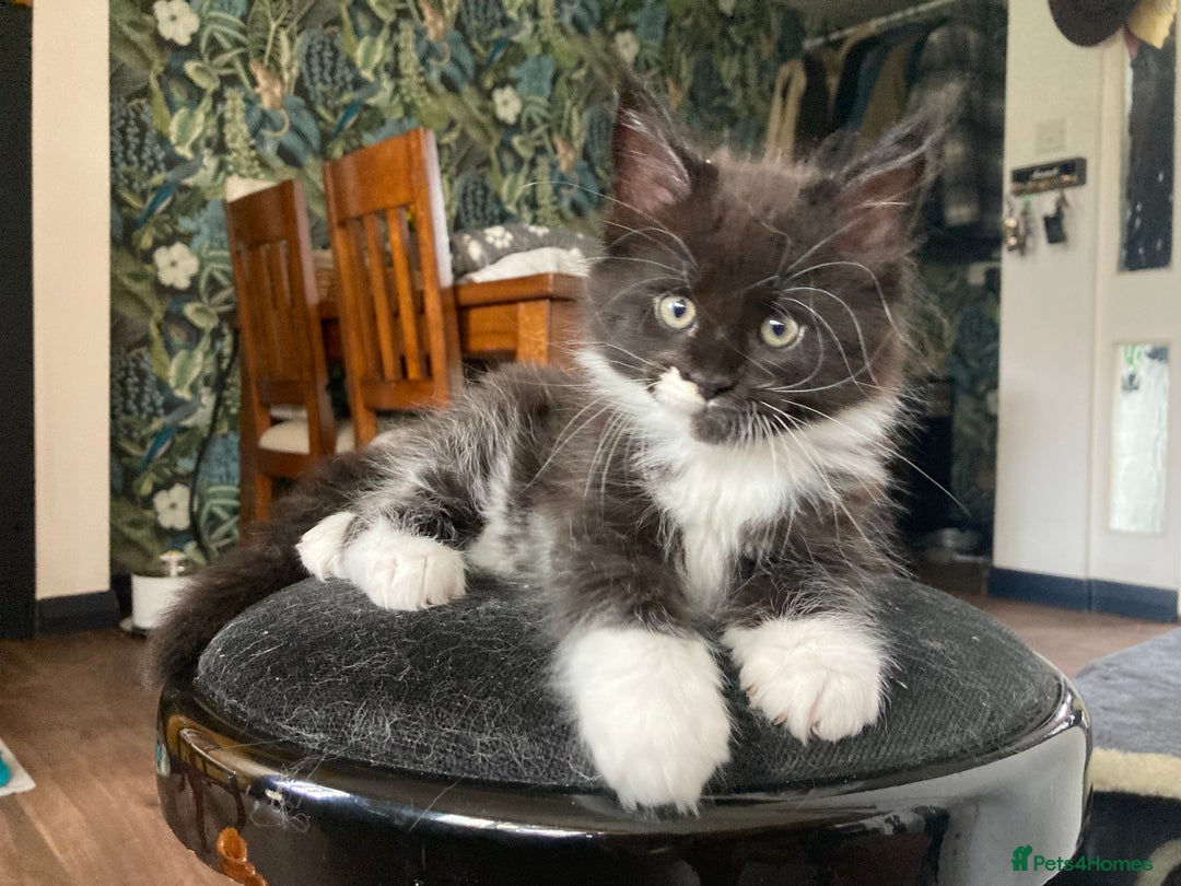Maine Coon cats for sale: Pedigree Maine Coon Kittens (TICA) - Image 26