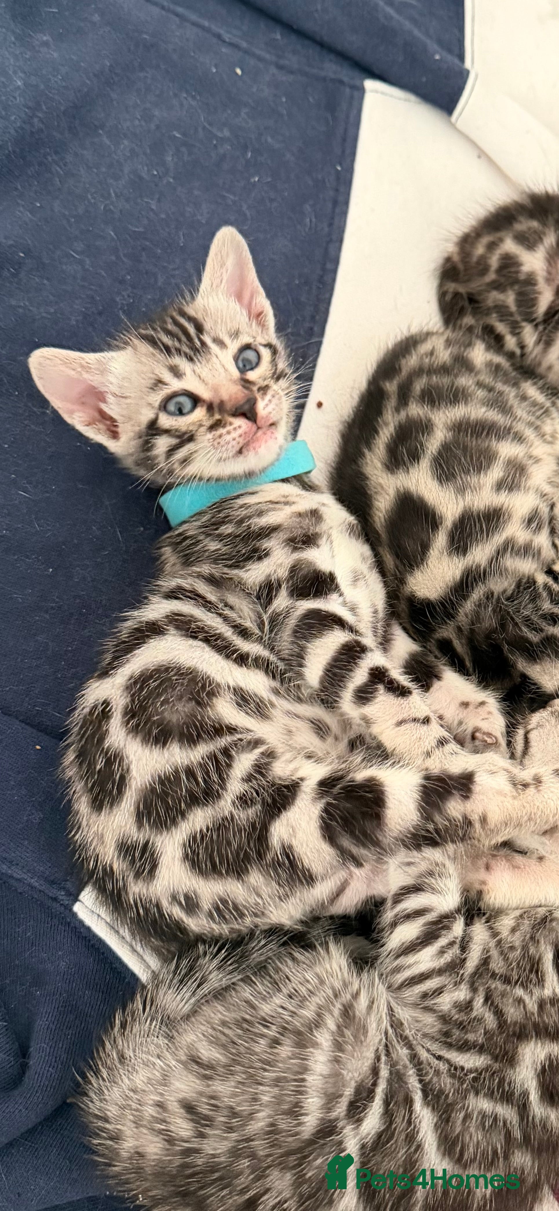 Bengal cats BENGAL 🔥 KITTENS TICA REGISTERED  - Advert 1