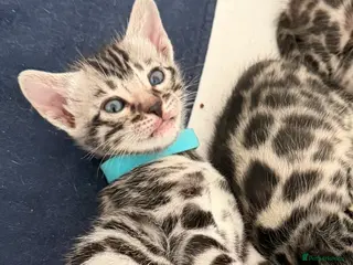 Bengal cats BENGAL 🔥 KITTENS TICA REGISTERED - Advert 4