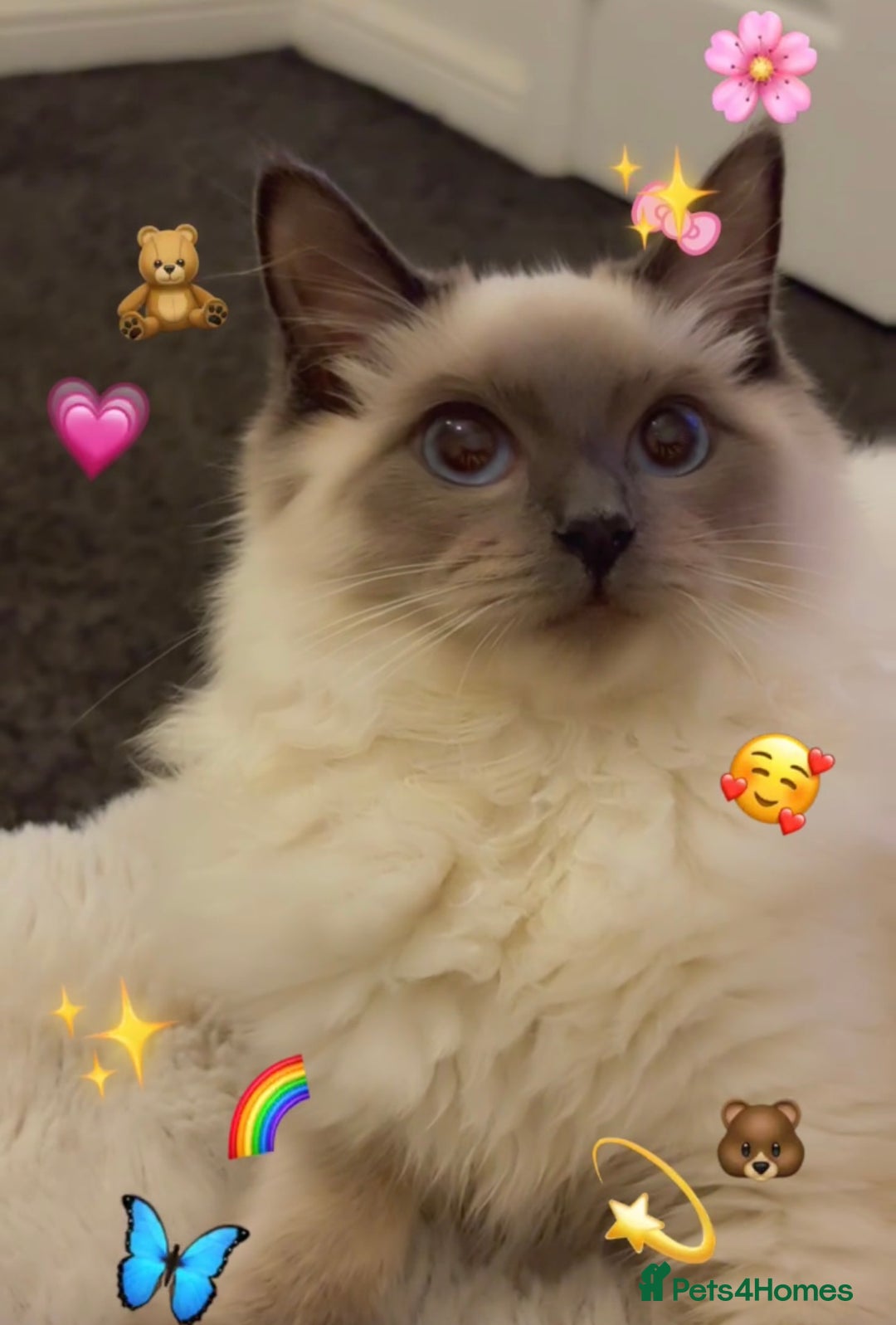 Ragdoll cats for sale: Ragdool for sale urgent  - Advert 3