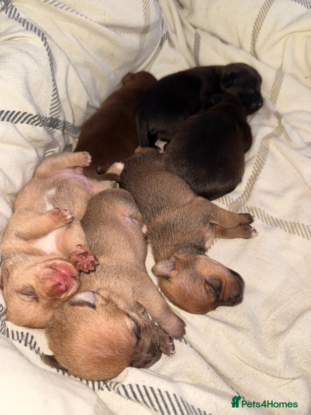 Mixed Breed dogs for sale: 6 jackmix puppies ready end of December  - Advert 9