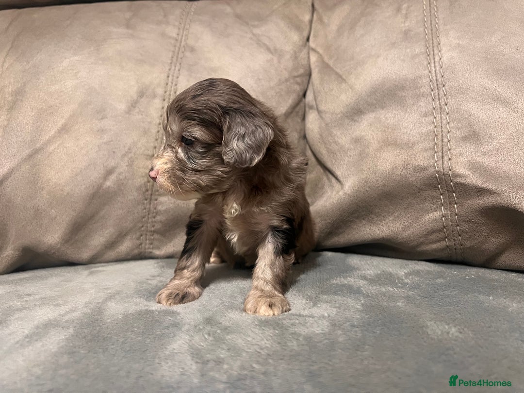 Cockapoo dogs for sale: 🐶F1 Cockerpoo Pups – Merle, Chocolate, Apricot 🐶 - Image 29