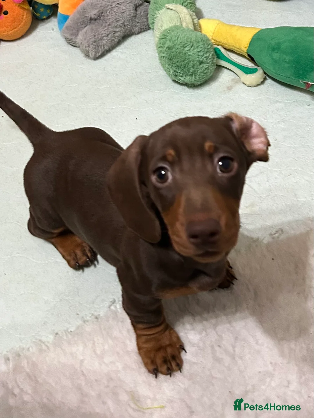 Miniature Dachshund dogs for sale:  Isabella & chocolate & tan Miniature dachshunds  - Advert 2