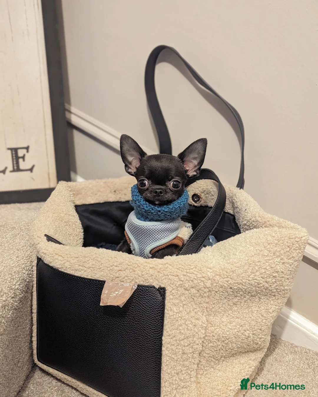 Chihuahua dogs for sale: Super tiny male Chi  in Derby - Advert 10
