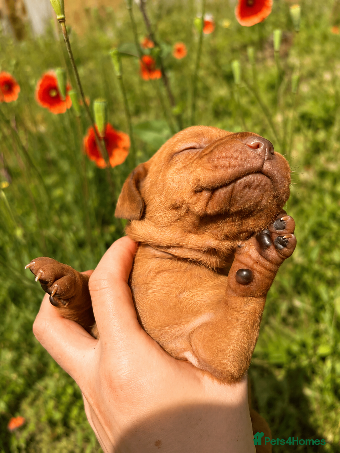 Hungarian Vizsla dogs HUNGARIAN SHORT HAIRED VIZSLA PUPPIES AVAILABLE  - Advert 2