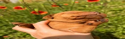 Hungarian Vizsla dogs for sale: HUNGARIAN SHORT HAIRED VIZSLA PUPPIES AVAILABLE  - Advert 6