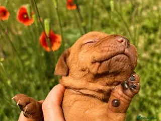 Hungarian Vizsla dogs HUNGARIAN SHORT HAIRED VIZSLA PUPPIES AVAILABLE - Advert 2