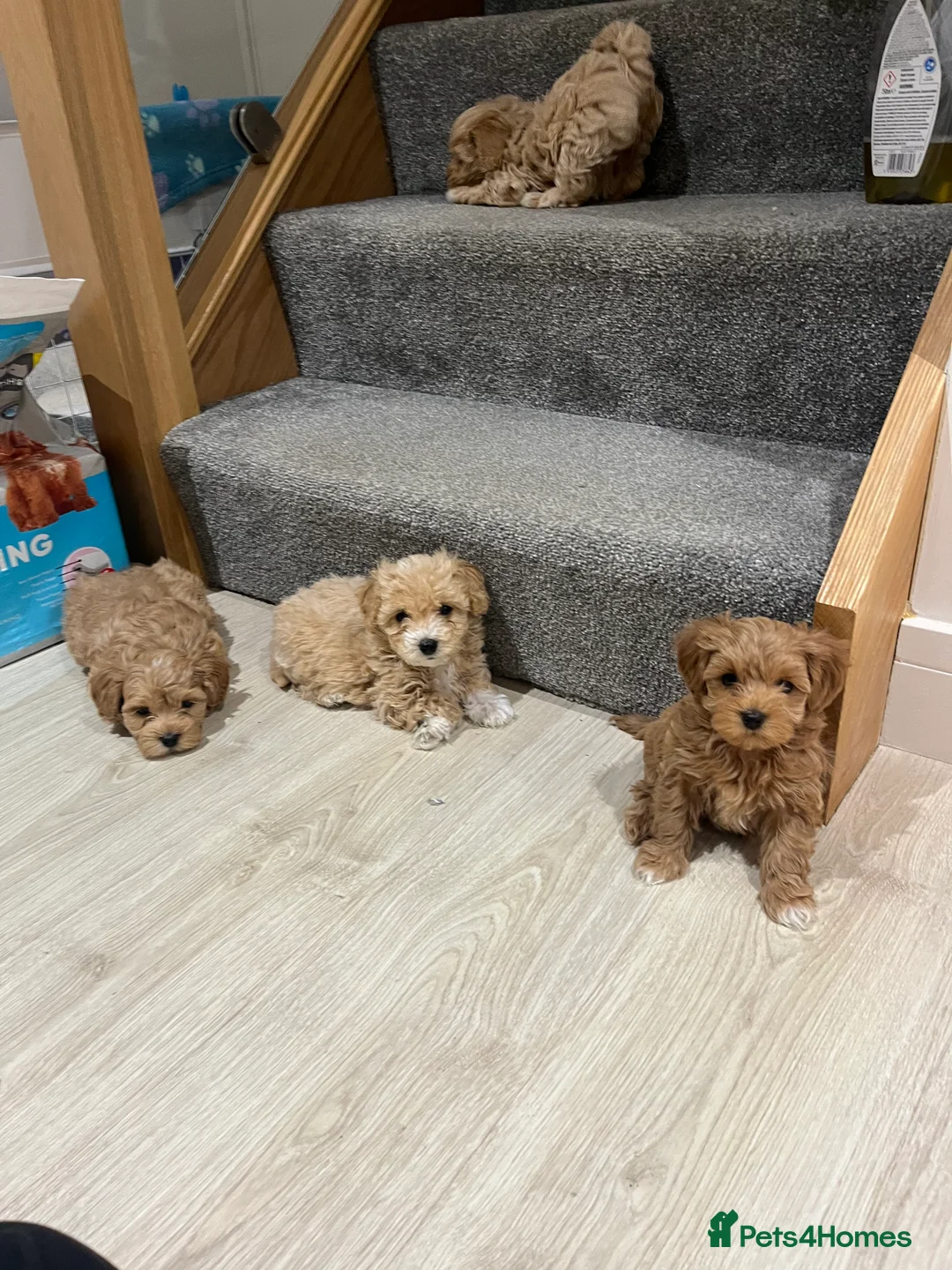 Maltipoo dogs for sale: Gorgeous Maltipoo Pups looking for their new home  - Advert 36