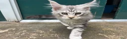 Maine Coon cats for sale: Adorable Maine Coon Kittens - Advert 10