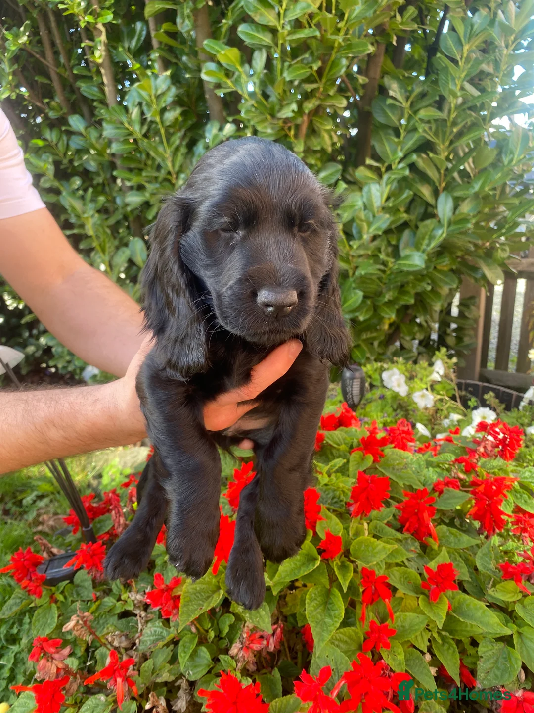 Sprocker dogs for sale: Sprocker x cocker spaniel  - Advert 4