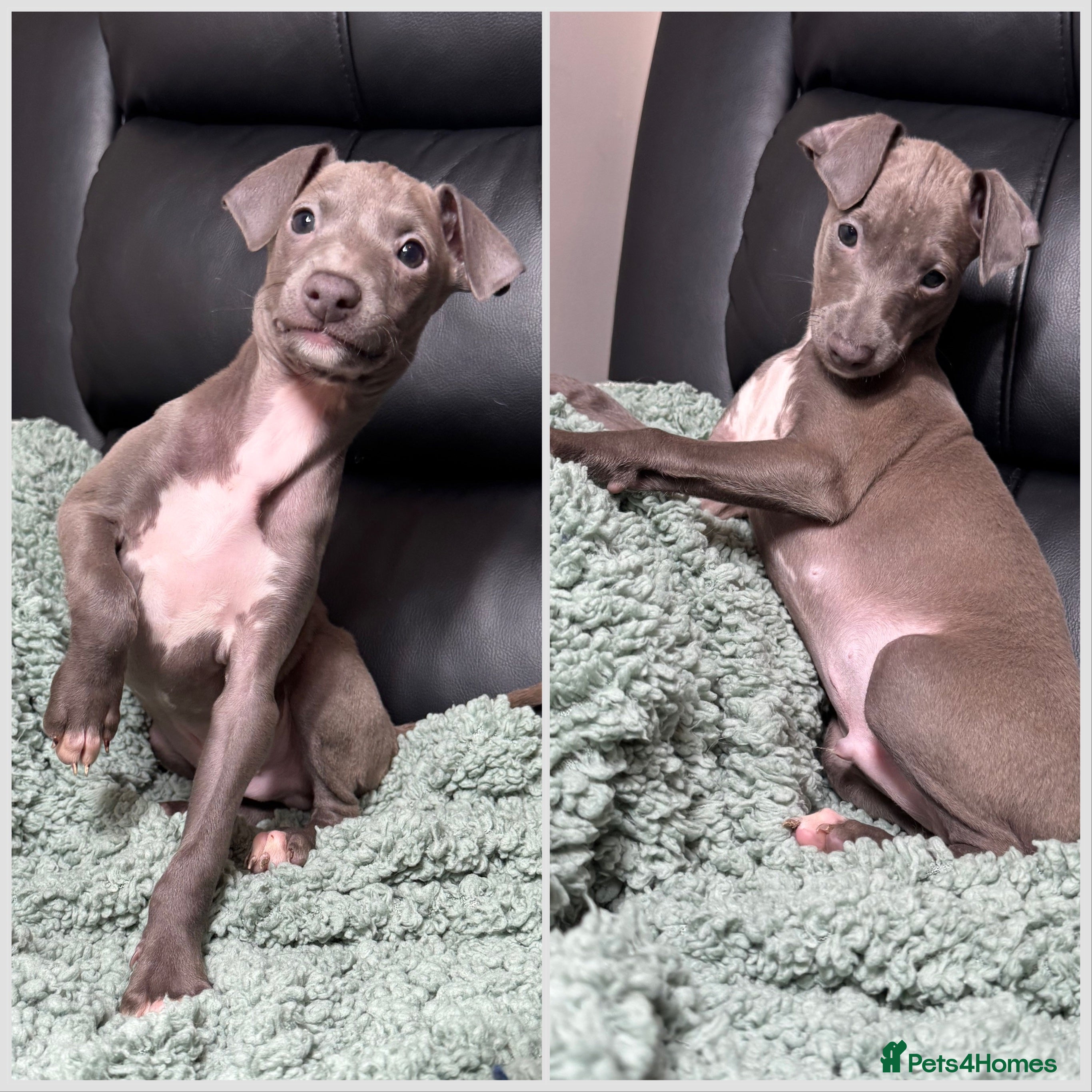 Italian Greyhound dogs Blue Italian Greyhound Pups Ready Now  - Advert 1
