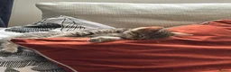 Mixed Breed cats for sale: Grey tabby and brown tabby kittens  - Advert 13
