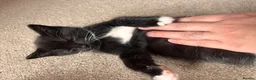 Mixed Breed cats for sale: Beautiful unique looking kittens  - Advert 3