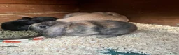 Mixed Breed rabbits for sale: 7 baby lops - Advert 2