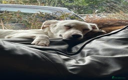 Mixed Breed dogs for adoption: Chance  - Image 6