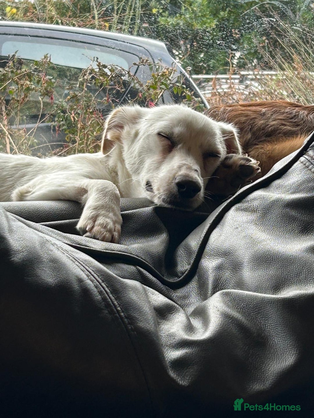 Mixed Breed dogs for adoption: Chance  - Image 6