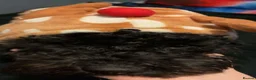 Cockapoo dogs for stud: (Yogi) Male Full black cockapoo for stuffing. - Advert 3