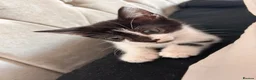 Mixed Breed cats for sale: half maine coon kittens🤍 - Advert 3
