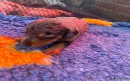 Miniature Dachshund dogs for sale: Pra clear mini smooth dachshund pups - Image 18