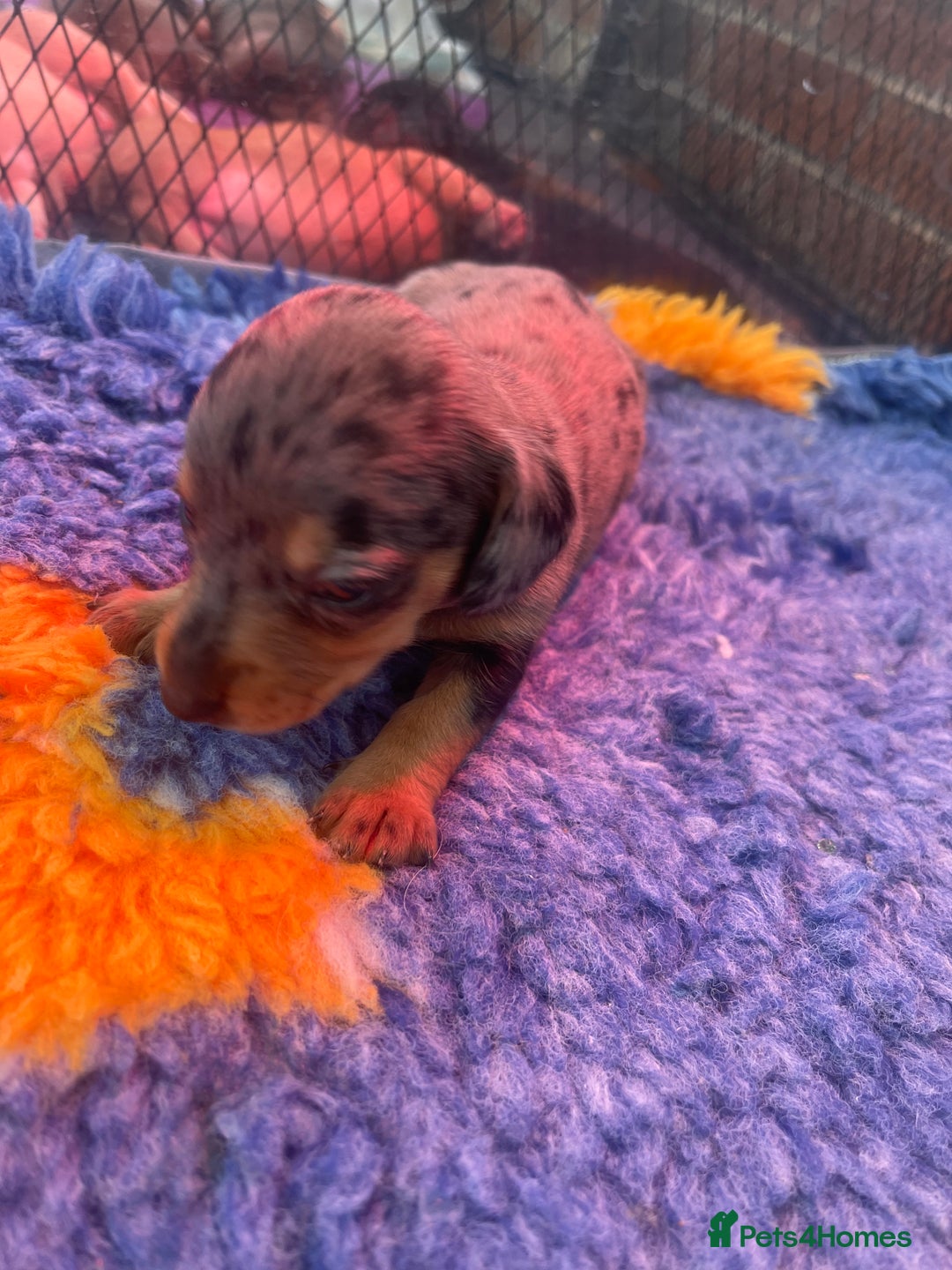 Miniature Dachshund dogs for sale: Pra clear mini smooth dachshund pups - Image 18