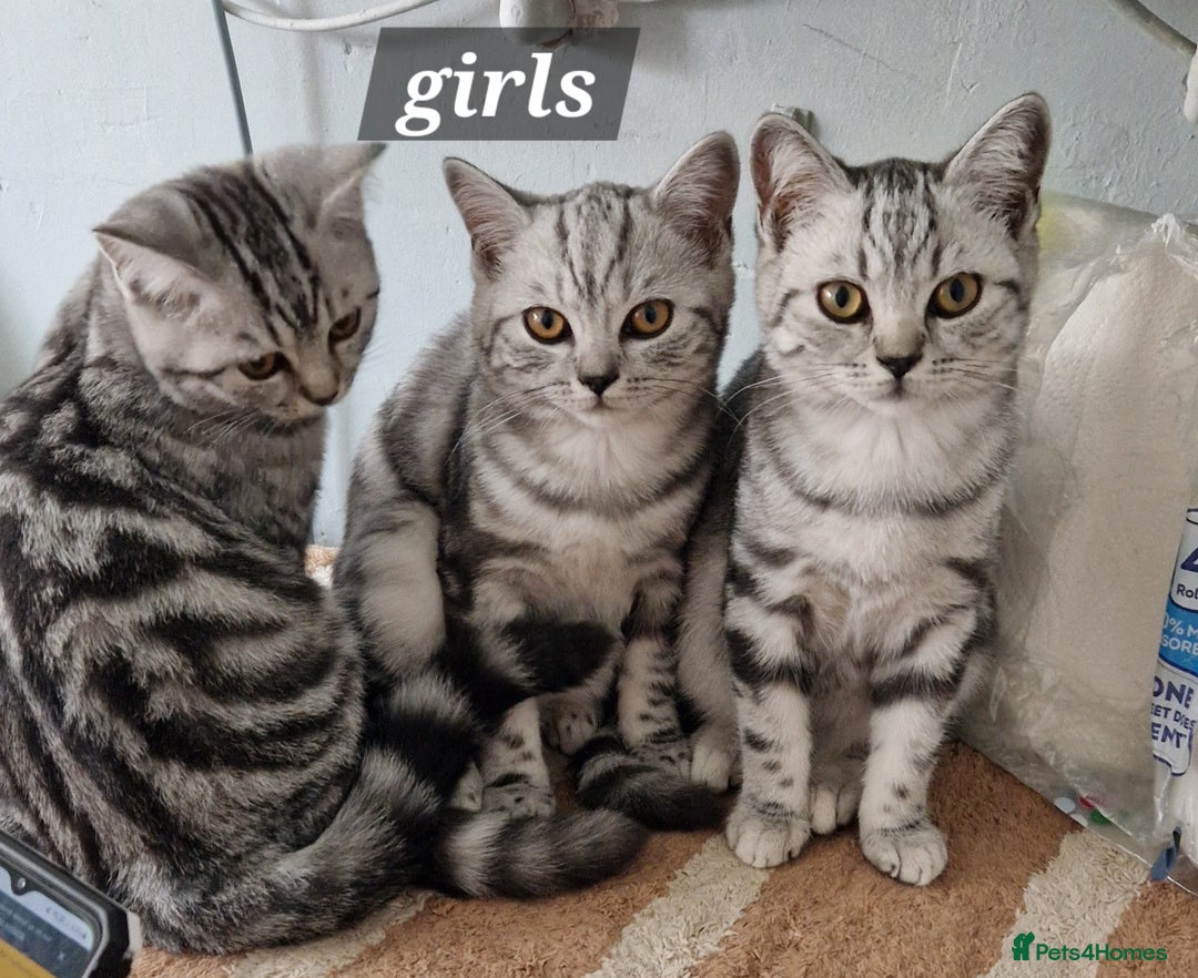British Shorthair cats for sale: Lovely  British short hair kittens  - Image 17