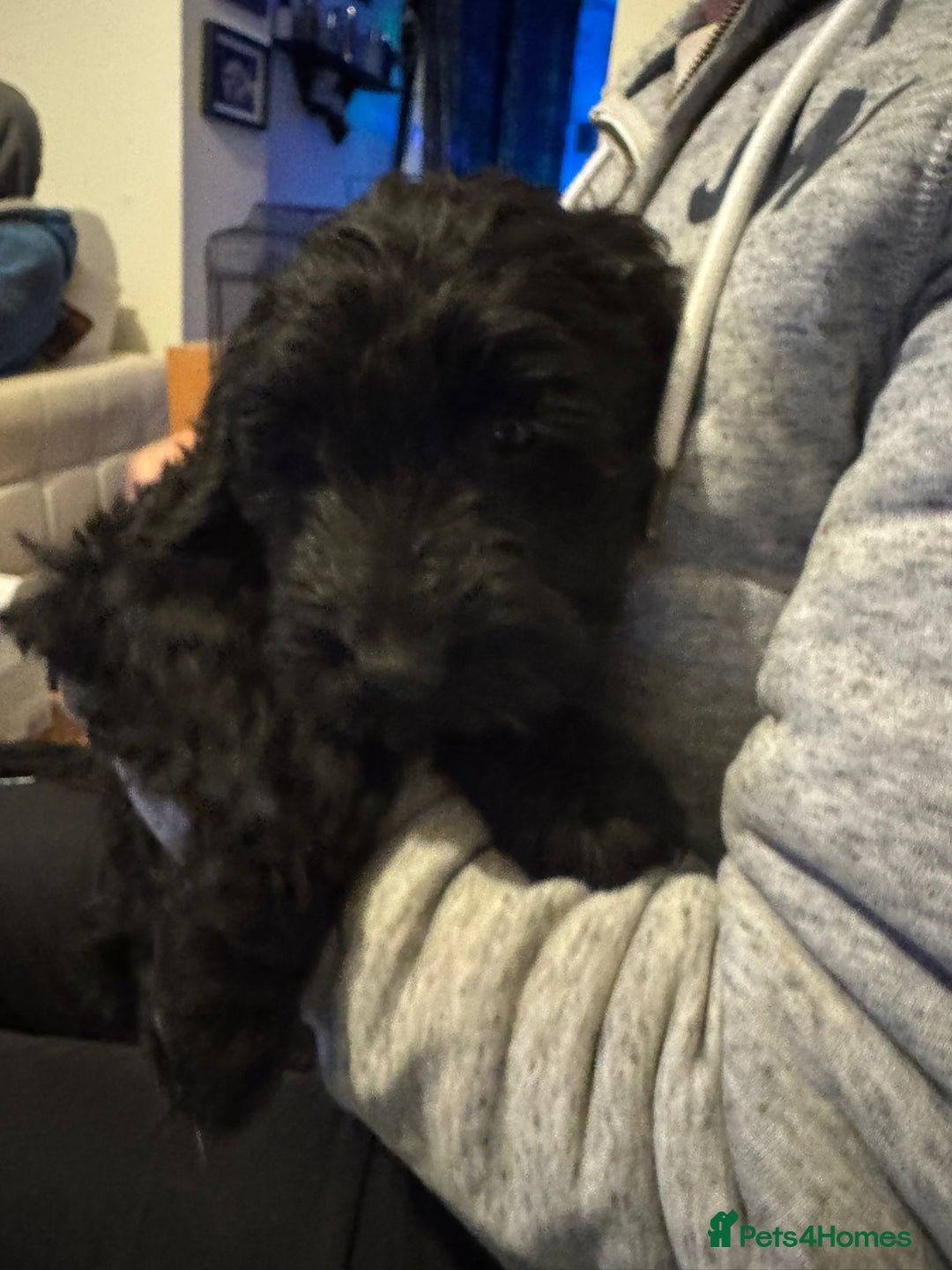 Sproodle dogs for sale: Springer×poodle  puppies  - Advert 3