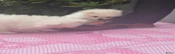 Pomeranian dogs for sale: White male baby Pomeranians  - Advert 4