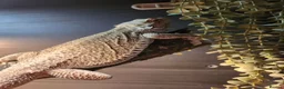 Bearded Dragon reptiles for sale: Beloved bearded dragon in Pershore - Advert 2