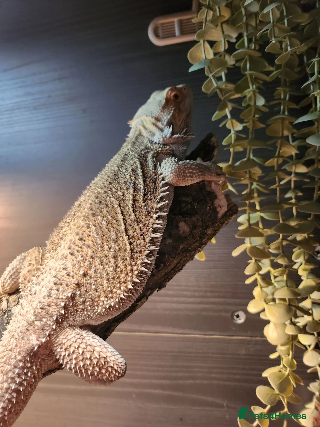 Bearded Dragon reptiles for sale: Beloved bearded dragon in Pershore - Advert 2