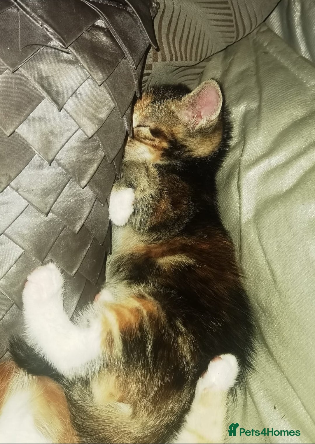 Mixed Breed cats for sale: Gorgeous Ginger and Tabby kitten - Advert 8