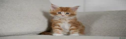 Maine Coon cats for sale: 5 Beautiful Russian Import Kittens TICA - Advert 27