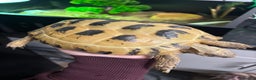 Tortoise reptiles for sale: Russian tortoise  - Advert 1