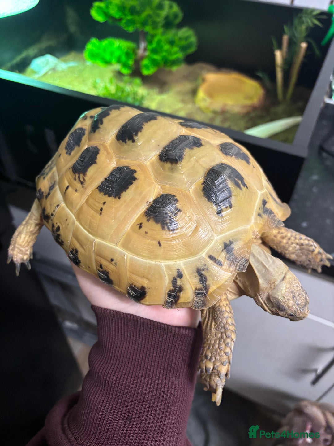 Tortoise reptiles for sale: Russian tortoise  - Advert 1