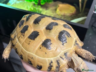 Tortoise reptiles Russian tortoise - Advert 1