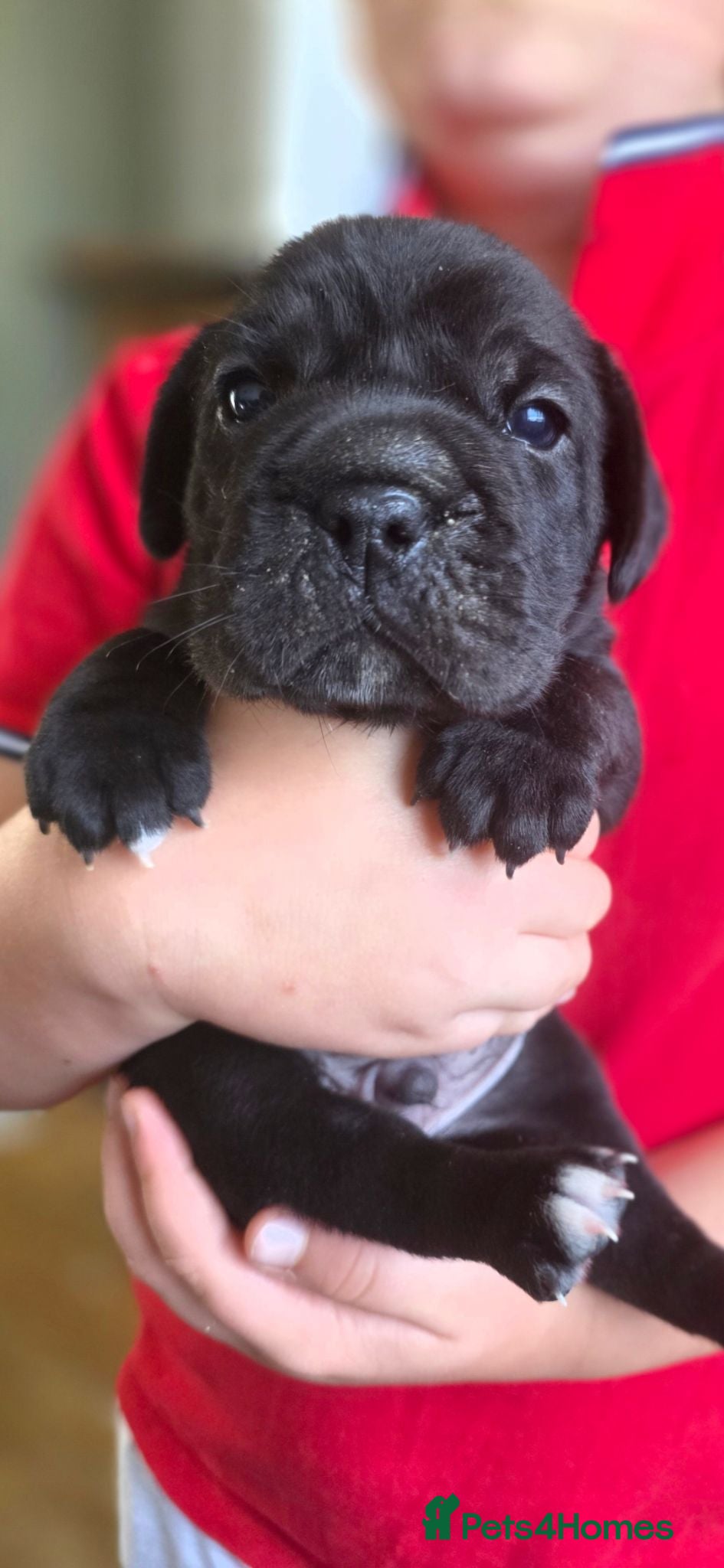 Mixed Breed dogs FRENCHBULLDOG X puppies - Advert 11
