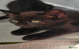 Mixed Breed cats for sale: Scottish Fold Kittens!Rare 🍫chocolate colour🐱 - Image 28