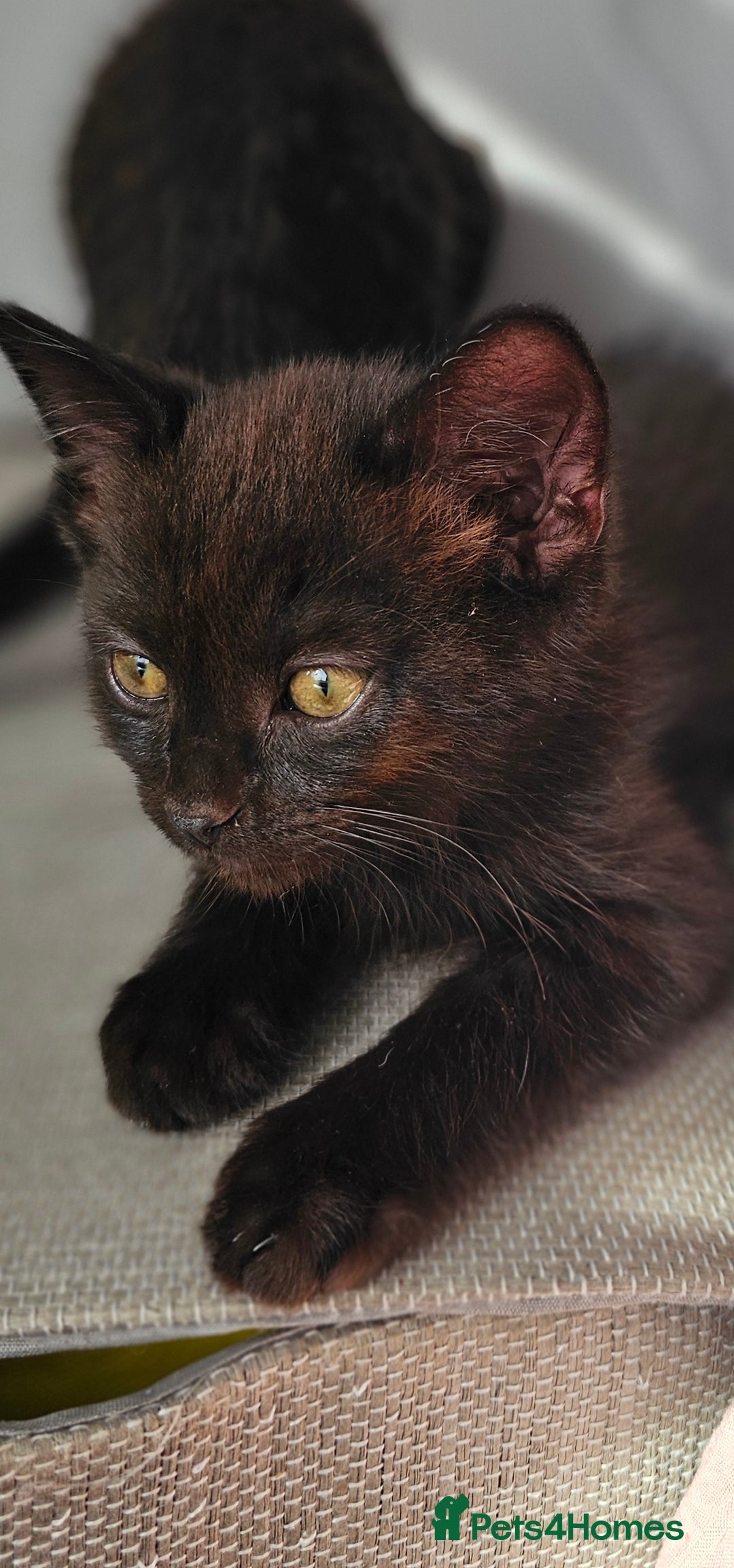 Mixed Breed cats for sale: Scottish Fold Kittens!Rare 🍫chocolate colour🐱 - Image 28