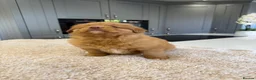 Nova Scotia Duck Tolling Retriever dogs for sale: Chunky adorable Nova Scotia puppies  - Advert 14