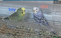 Budgerigars birds for sale: Budgies - Image 2
