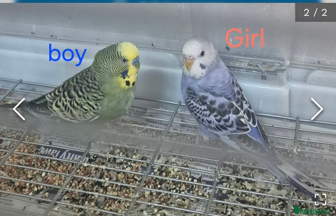 Budgerigars birds for sale: Budgies - Image 2