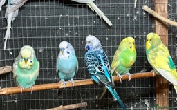 Budgerigars birds for sale: Beautiful Budgies for sale - Advert 9